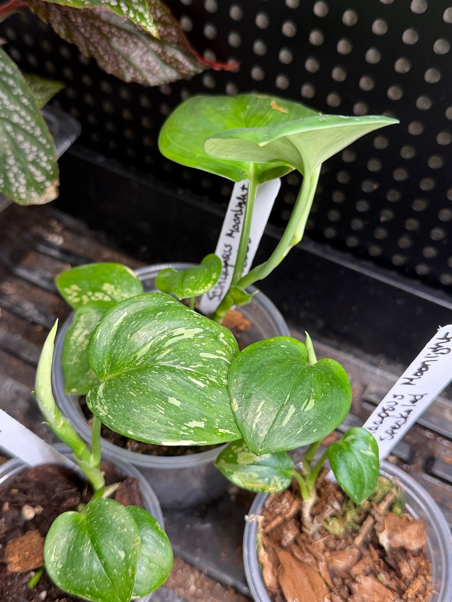 Scindapsus Trebuii Moonlight Speckled Variegated