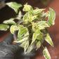 Syngonium Podophyllum 'Starlite'