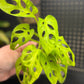 Monstera Adansonii Neon