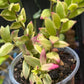 Aeschynanthus 'Bolero Bicolor' Lipstick