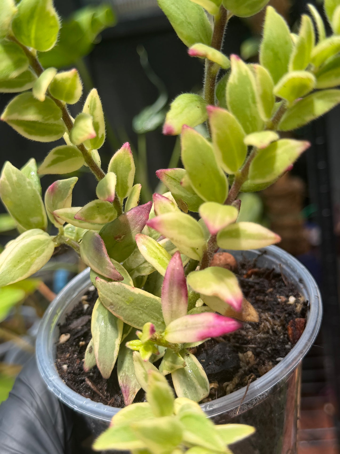 Aeschynanthus 'Bolero Bicolor' Lipstick