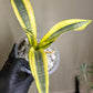 Sansevieria Trifasciata Ghost