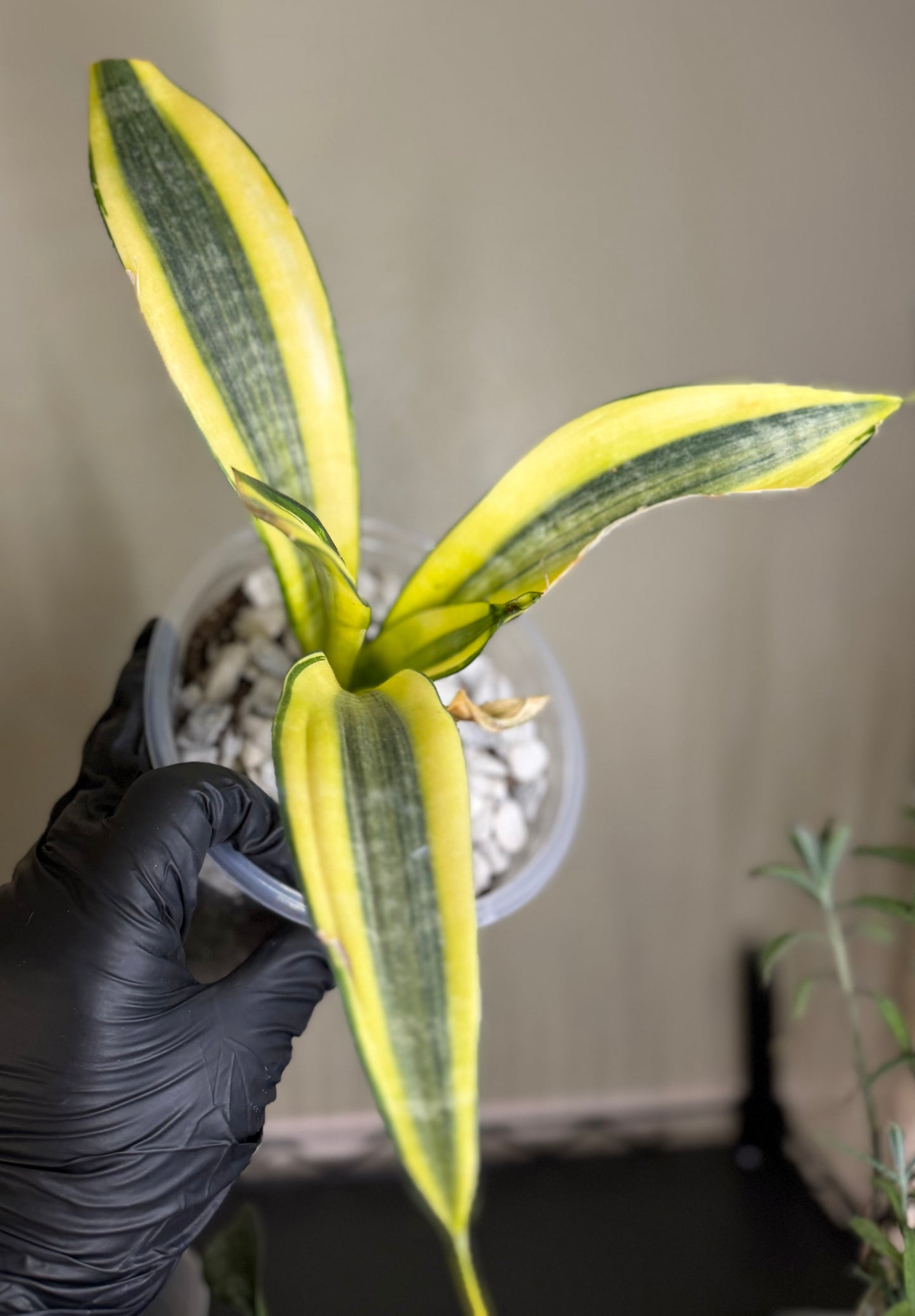 Sansevieria Trifasciata Ghost