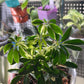 Variegated Dwarf Schefflera Arboricola Umbrella Tree