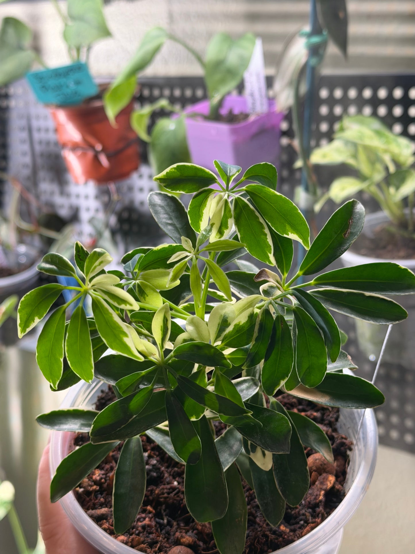 Variegated Dwarf Schefflera Arboricola Umbrella Tree