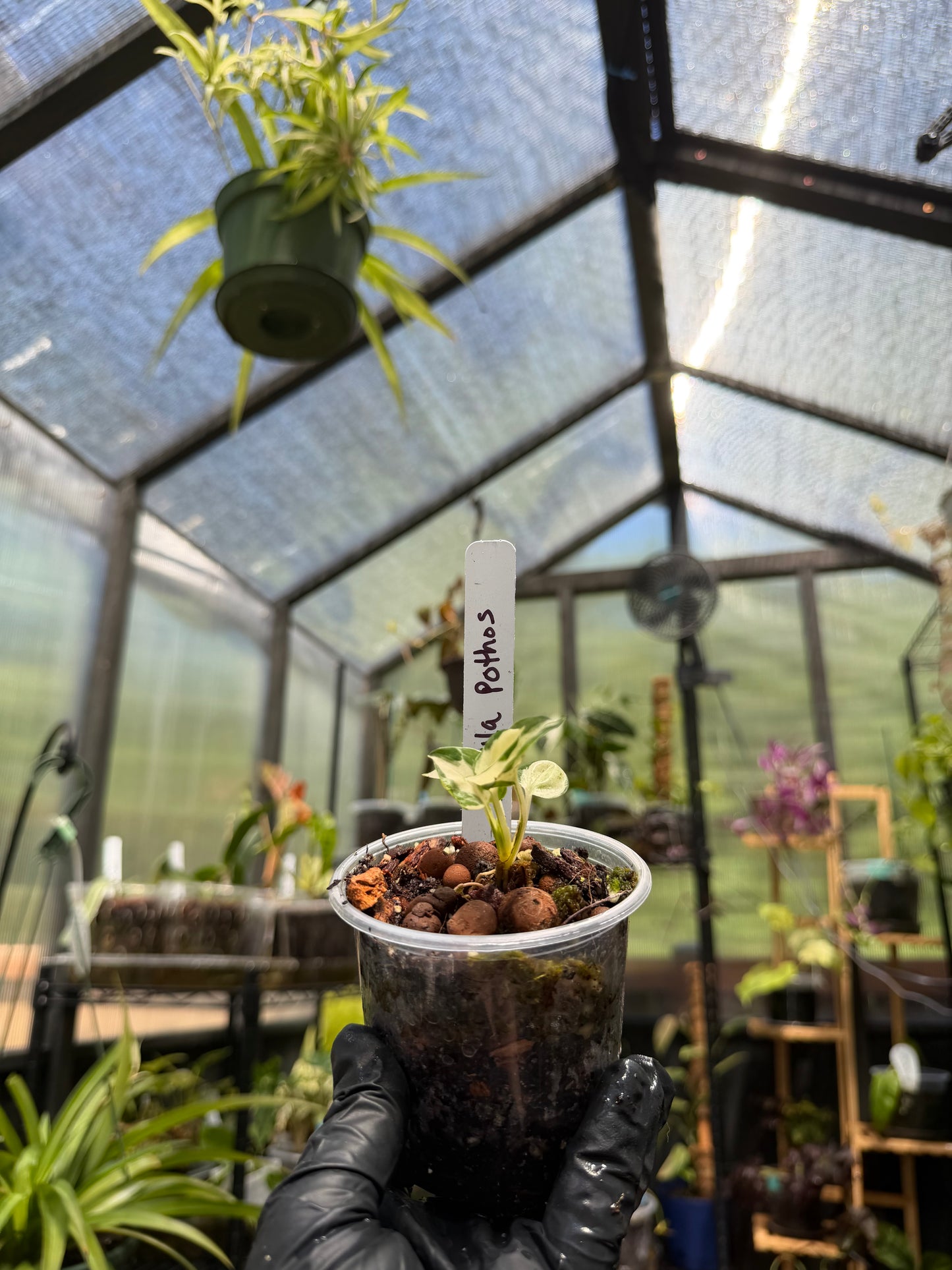 Epipremnum Aureum Manjula Pothos
