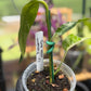 Epipremnum Pinnatum Albo Variegated