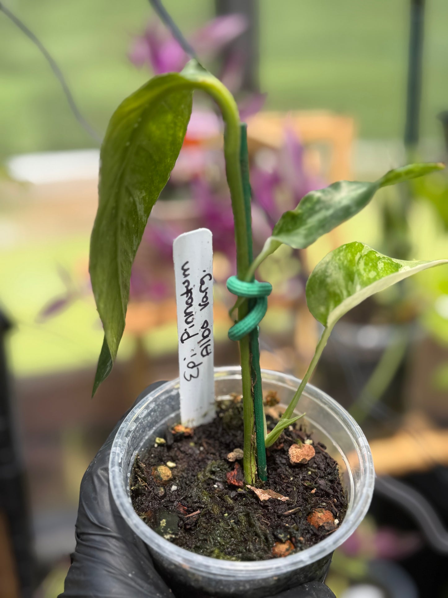 Epipremnum Pinnatum Albo Variegated