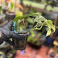Epipremnum Pinnatum Marble King