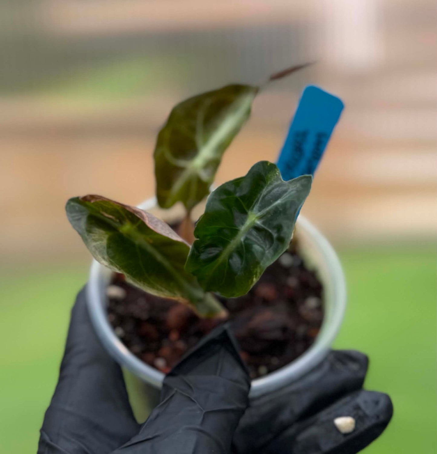 Alocasia Venom