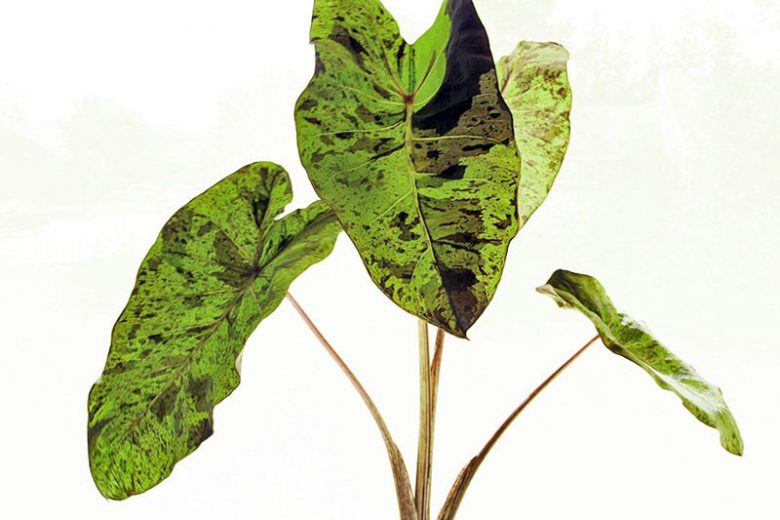 Alocasia Mojito