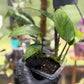 Epipremnum Pinnatum Dragon Tail