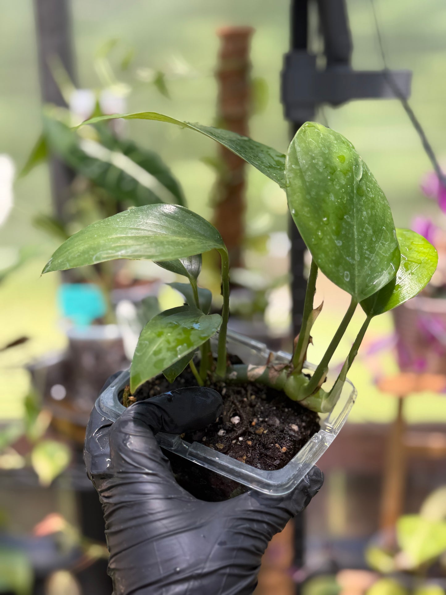 Epipremnum Pinnatum Dragon Tail