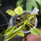 Philodendron Spiritus Sancti