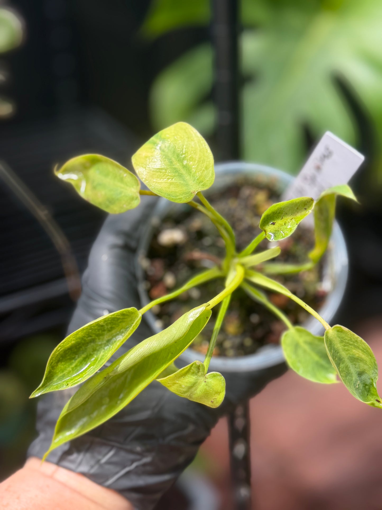 Philodendron Spiritus Sancti