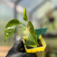 Epipremnum Aureum Golden Pothos