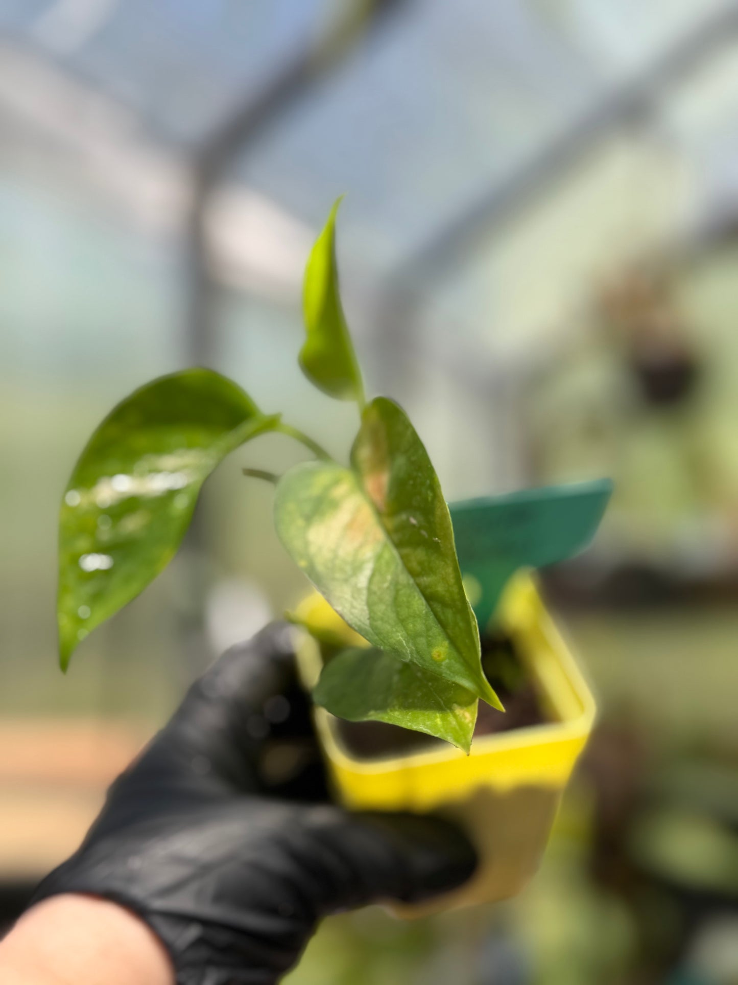 Epipremnum Aureum Golden Pothos