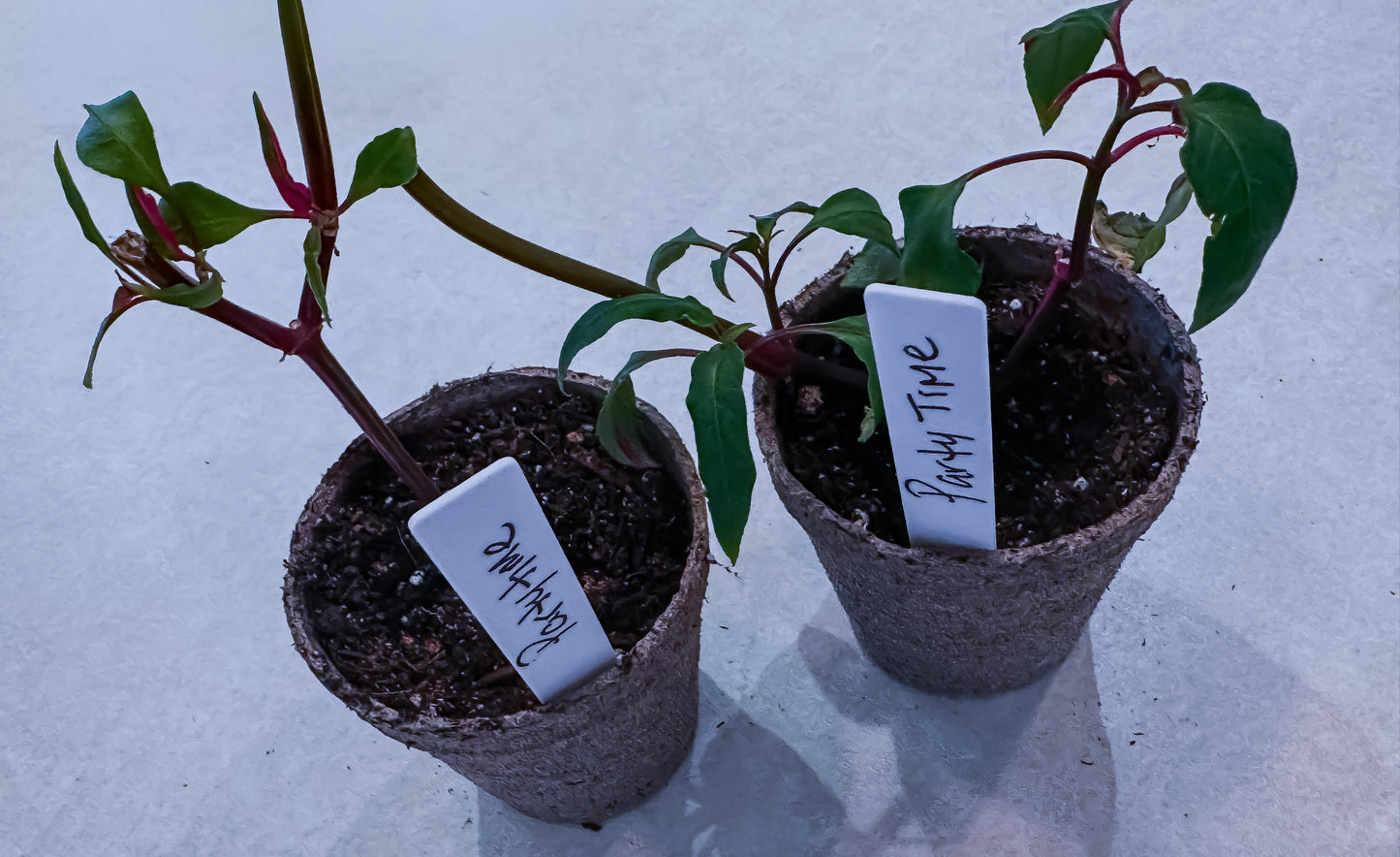 Alternanthera ‘Party Time’