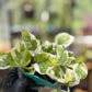 Epipremnum Aureum N’Joy Pothos