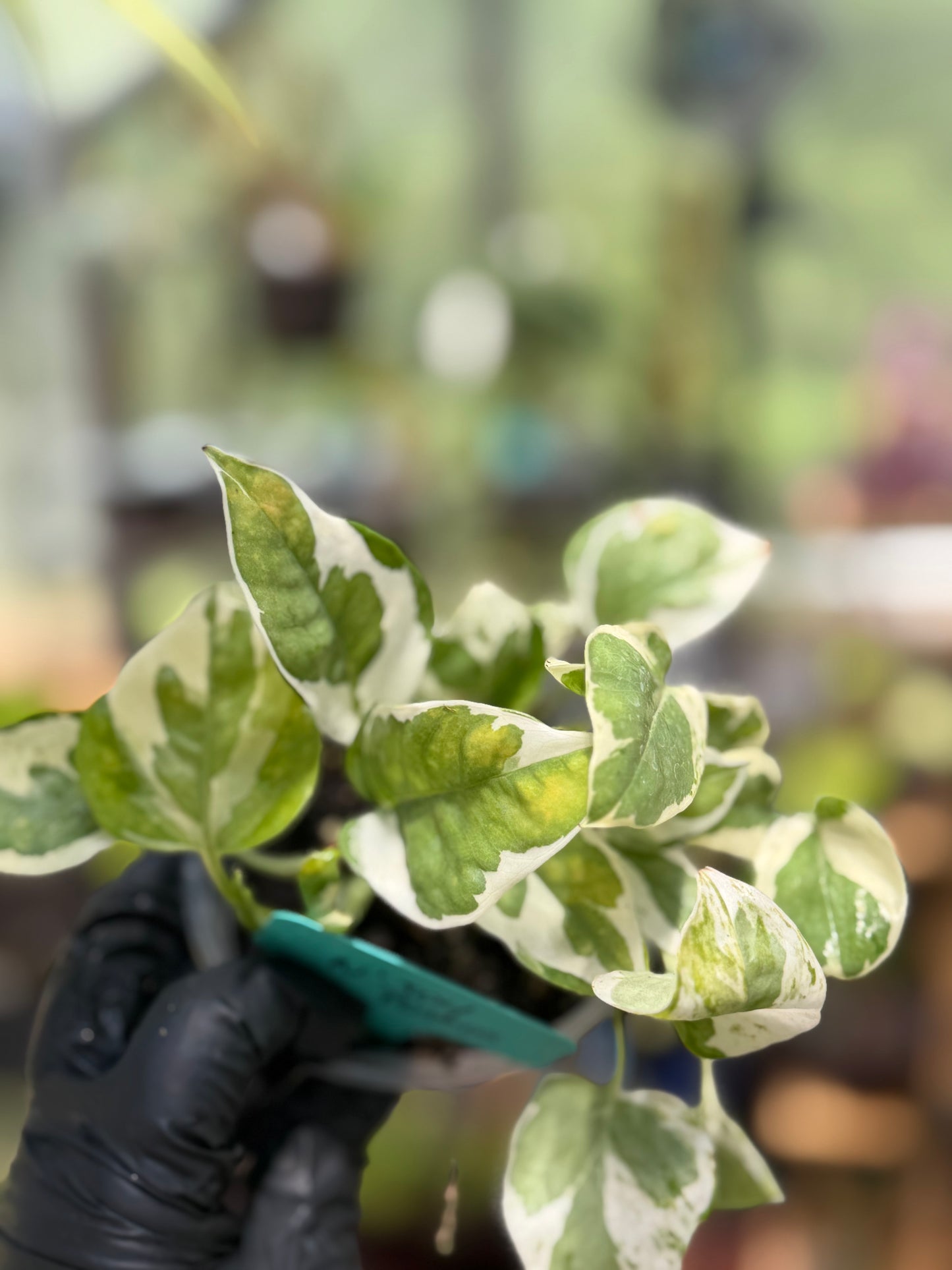 Epipremnum Aureum N’Joy Pothos