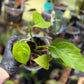 Epipremnum Aureum Jade Pothos -SPORT VARIGATED MUTANT