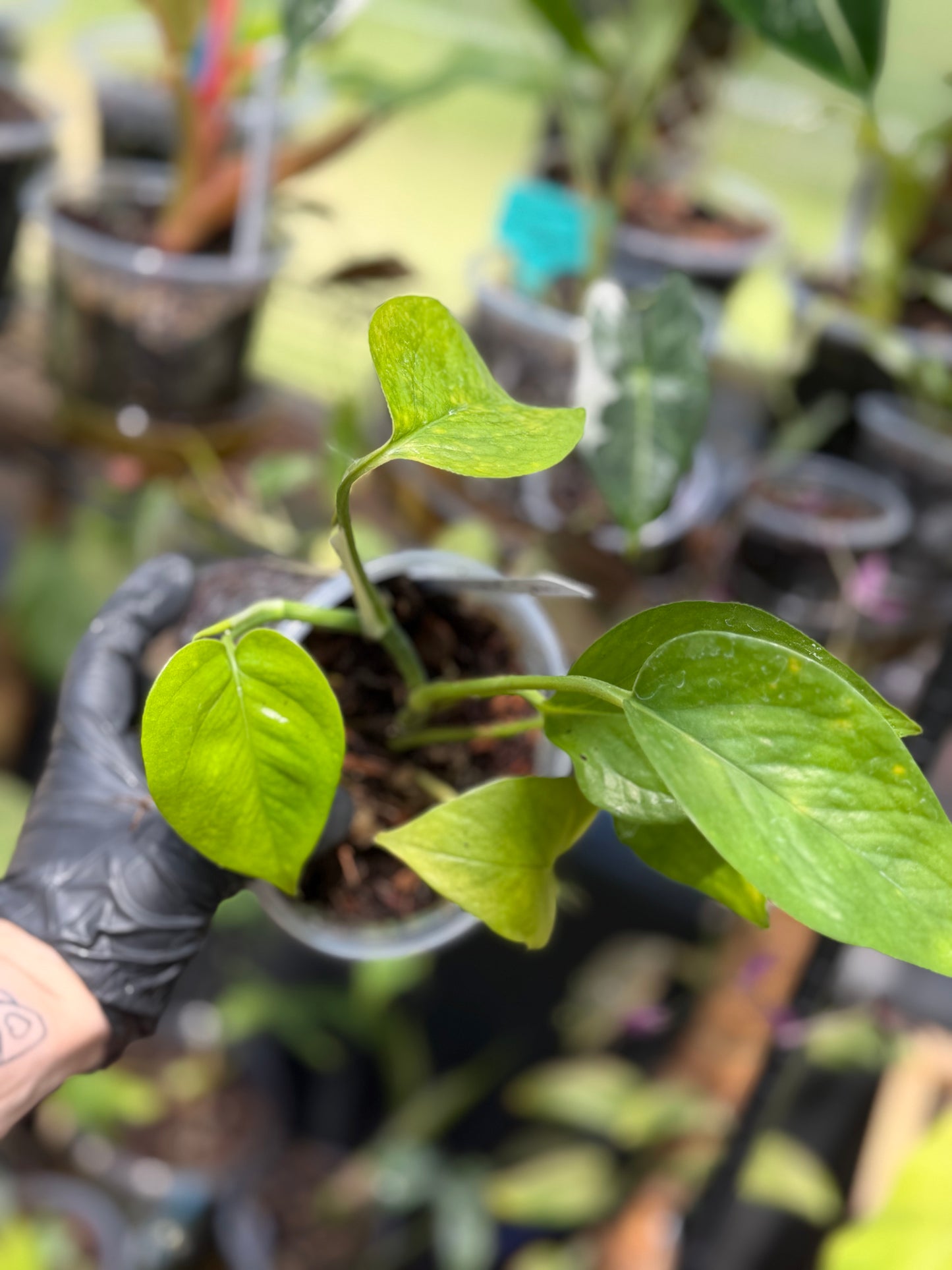 Epipremnum Aureum Jade Pothos -SPORT VARIGATED MUTANT