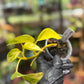 Epipremnum Aureum 'Sunshine Goddess’