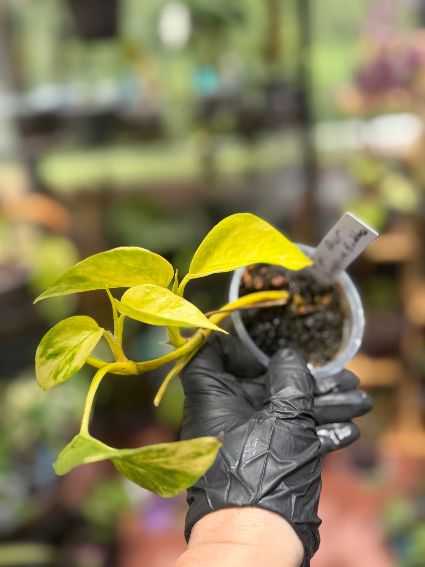 Epipremnum Aureum 'Sunshine Goddess’