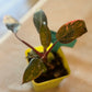 Philodendron Pink Princess Galaxy Starter