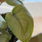 Scindapsus Pictus Platinum Java