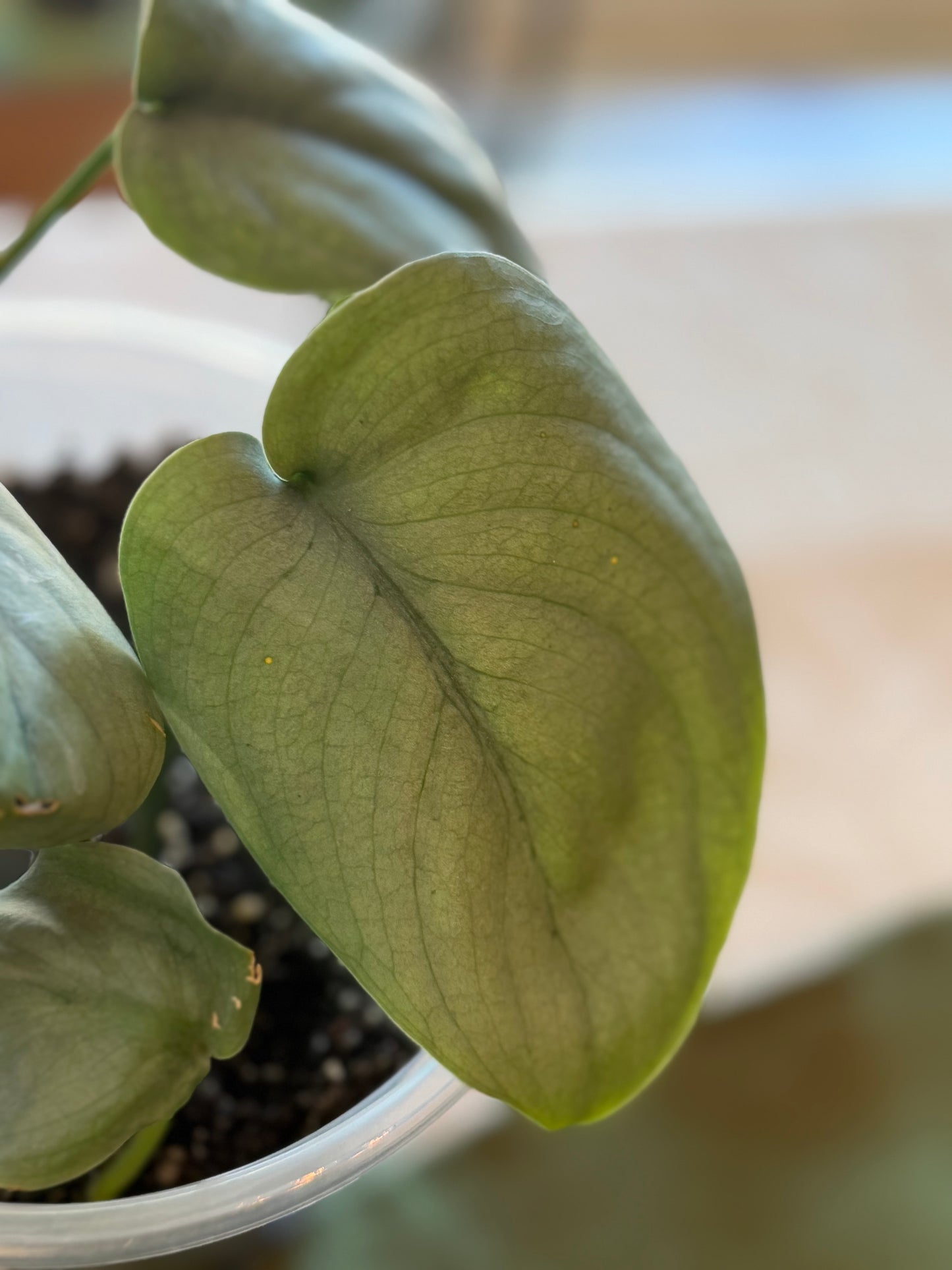 Scindapsus Pictus Platinum Java