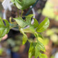 Rhaphidophora Tetrasperma 'White Monster’ ‘Mint’