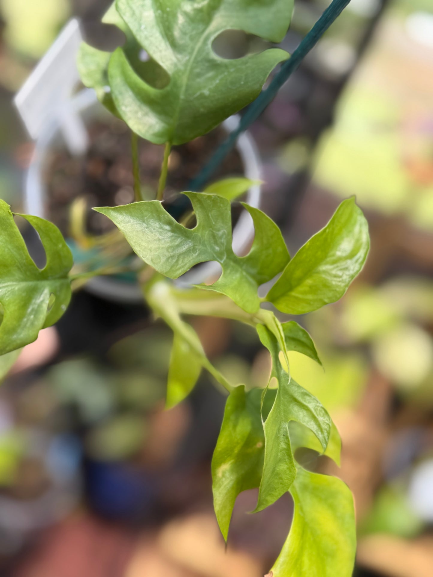 Rhaphidophora Tetrasperma 'White Monster’ ‘Mint’