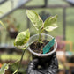 Epipremnum Aureum N’Joy Pothos