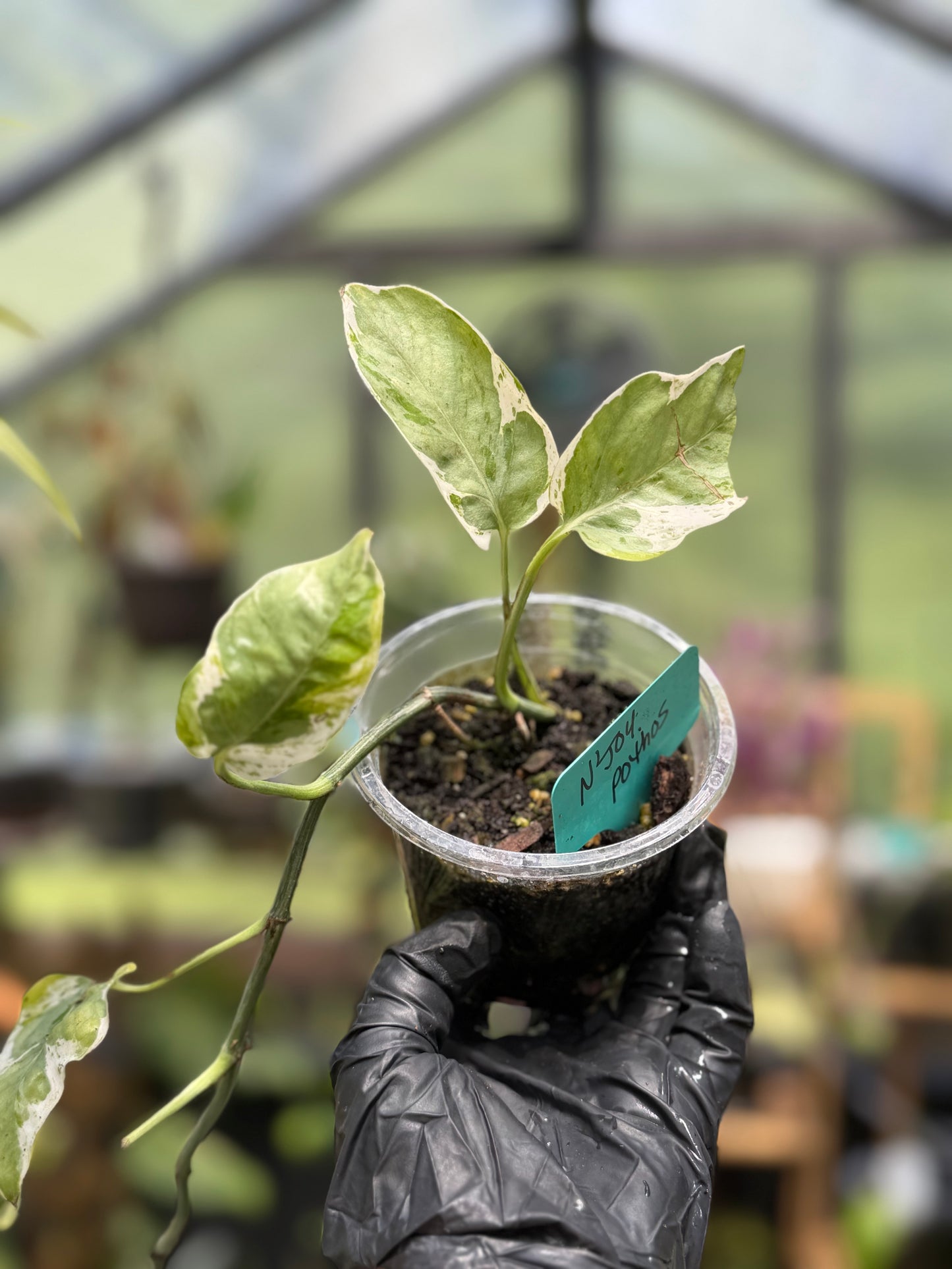 Epipremnum Aureum N’Joy Pothos