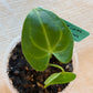 Anthurium Clarinervium