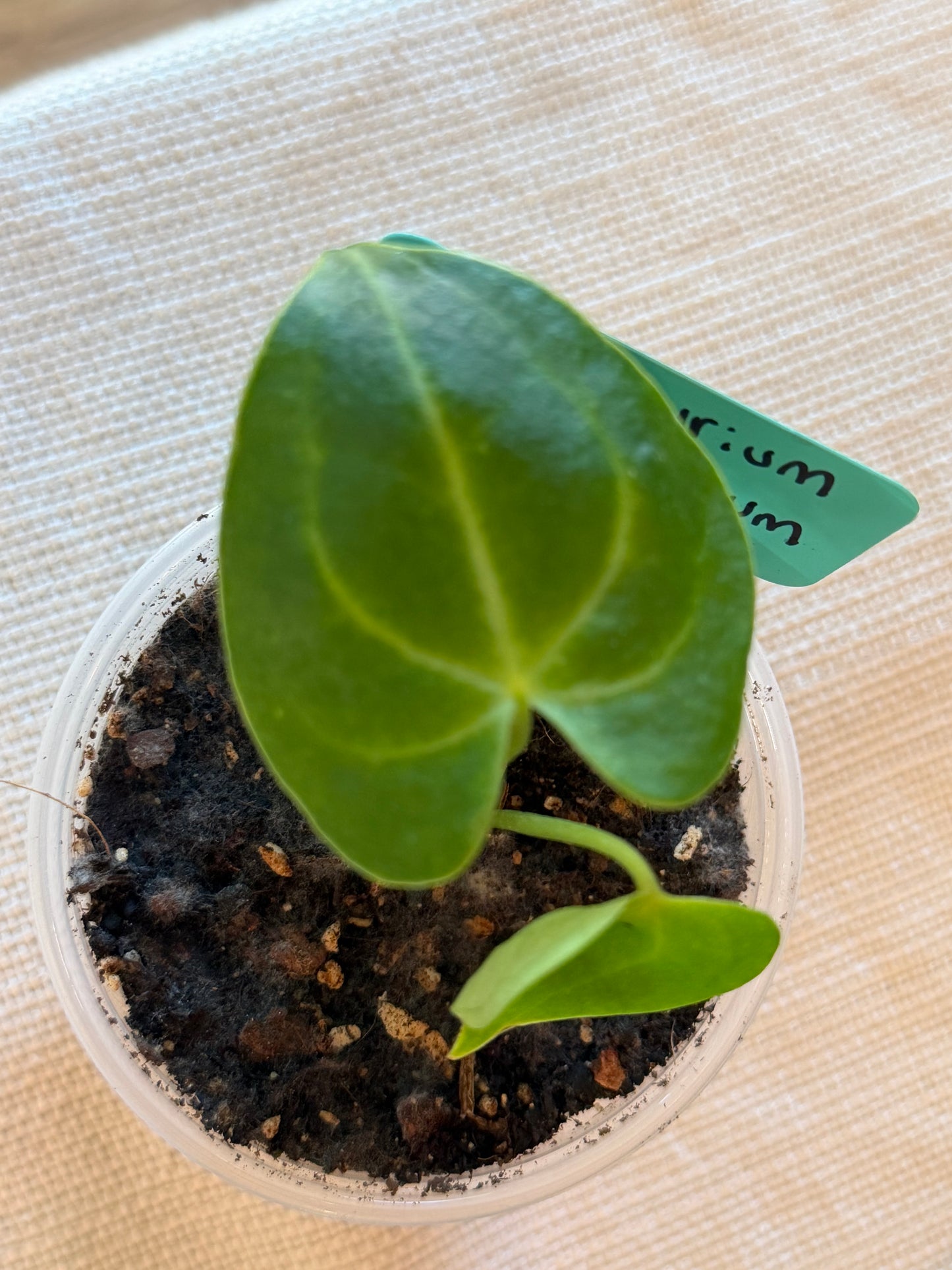 Anthurium Clarinervium