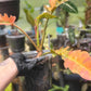 Philodendron Ring of Fire