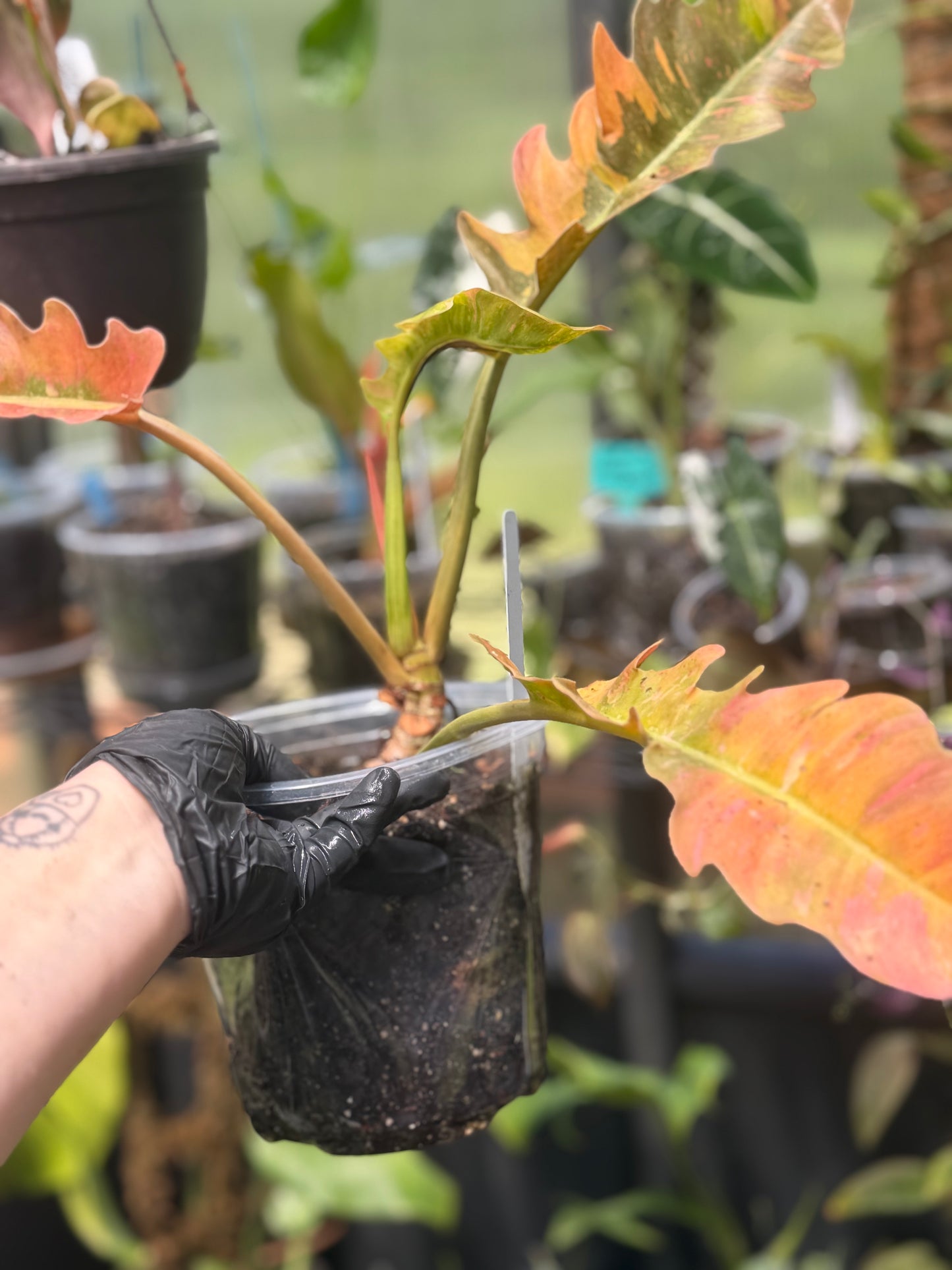 Philodendron Ring of Fire