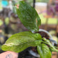 Epipremnum Pinnatum Albo Variegated