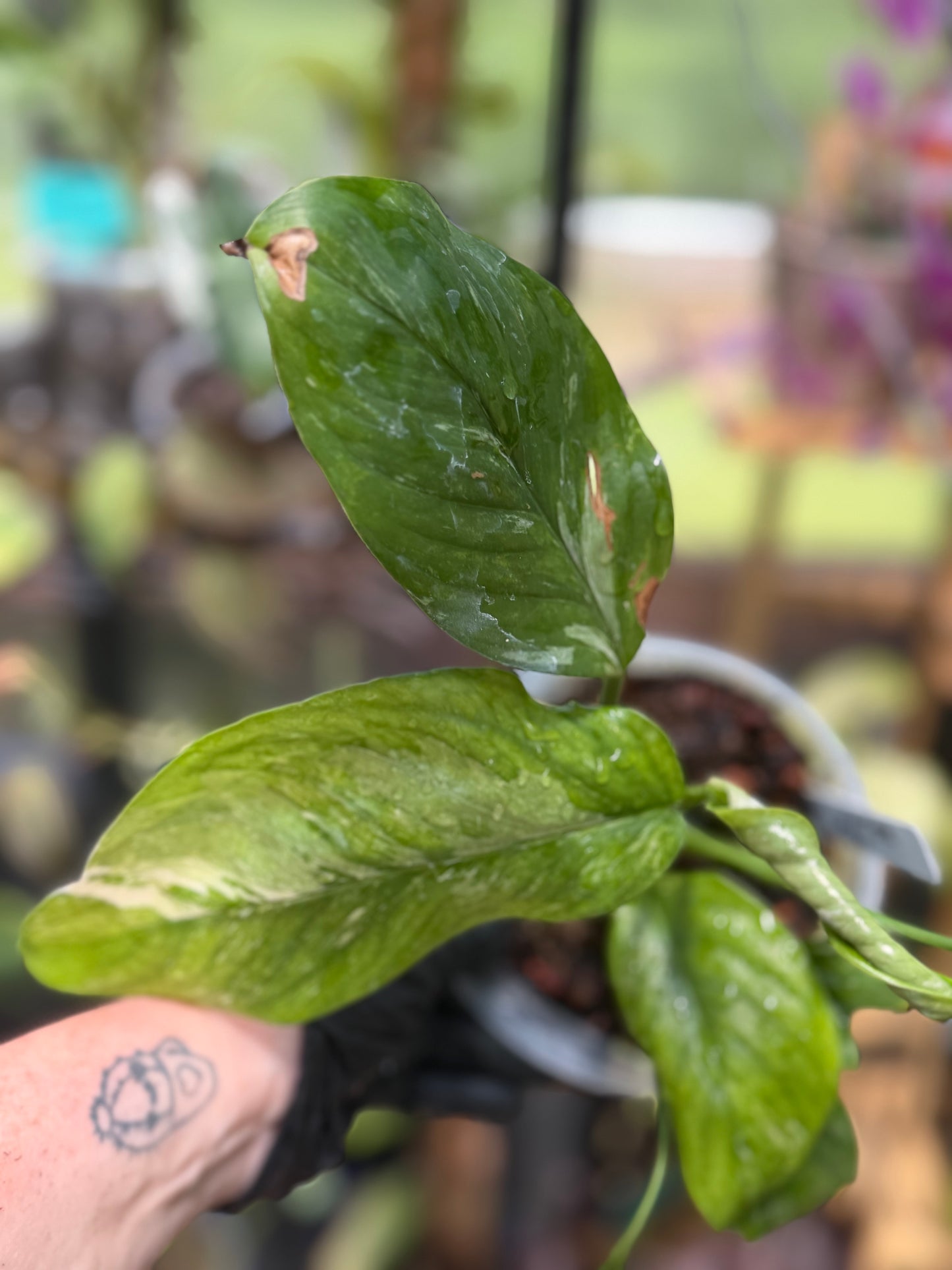 Epipremnum Pinnatum Albo Variegated