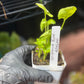 Syngonium Podophyllum 'Gold Allusion’
