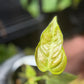 Anthurium Veitchii King