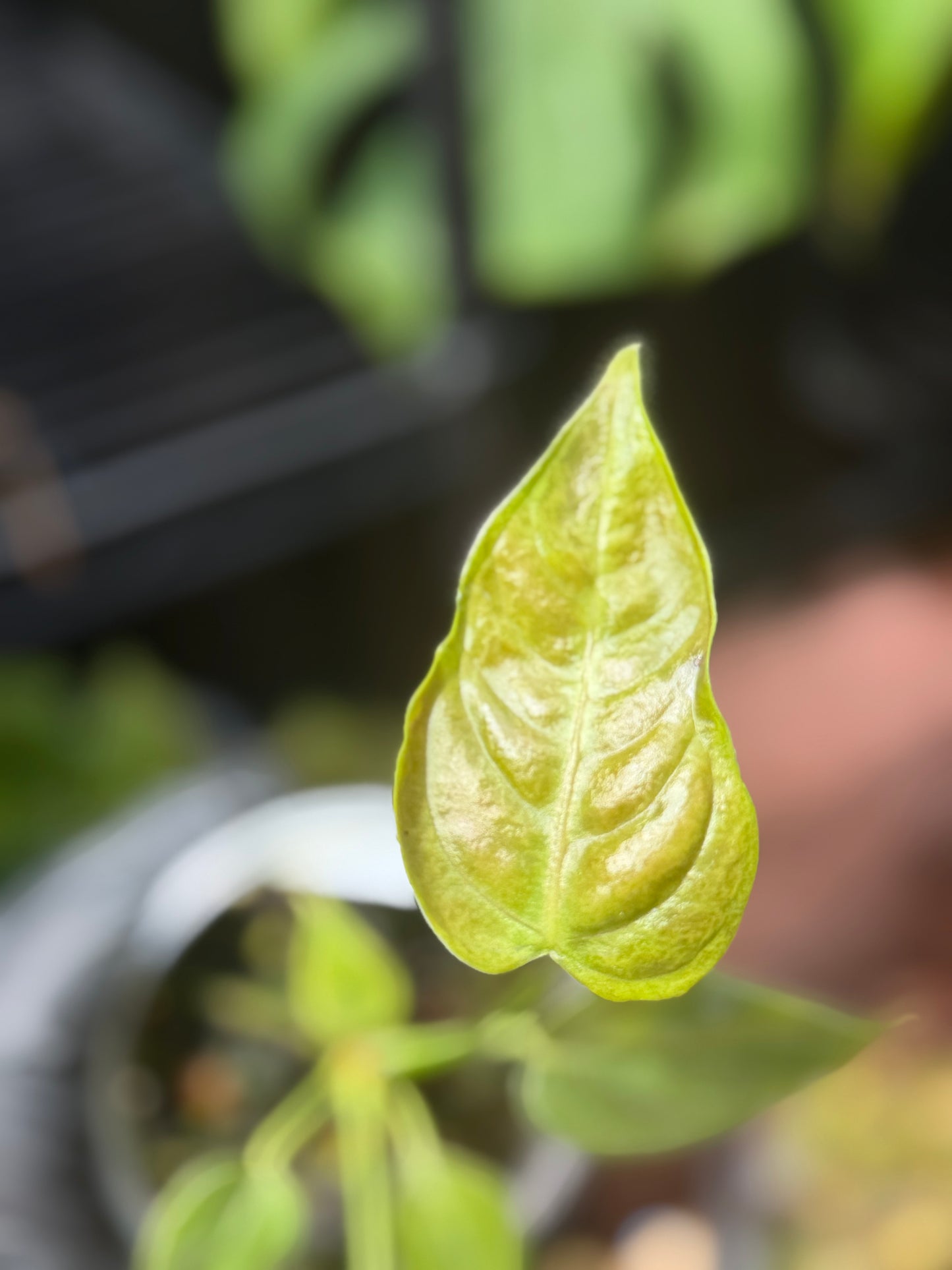 Anthurium Veitchii King