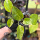 Epipremnum Aureum Jade Pothos -SPORT VARIGATED MUTANT