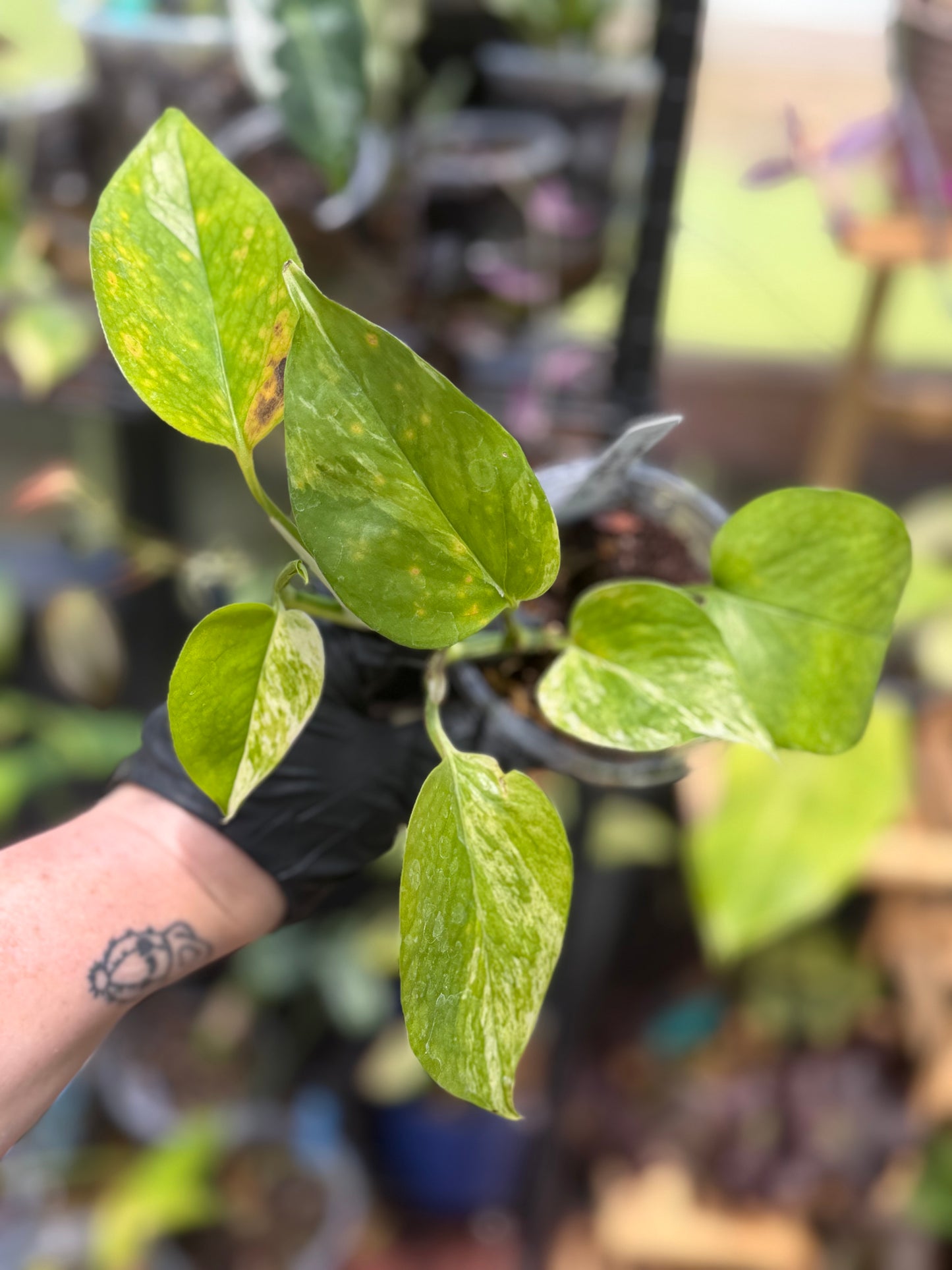 Epipremnum Aureum Jade Pothos -SPORT VARIGATED MUTANT