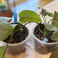 Scindapsus Pictus Platinum Java