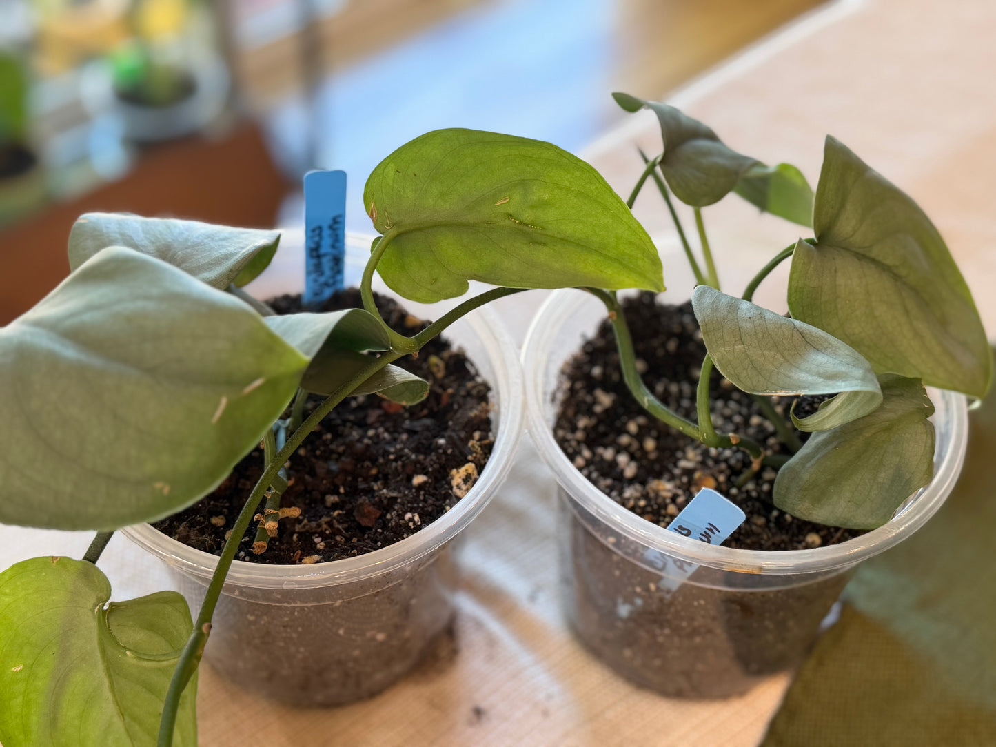Scindapsus Pictus Platinum Java
