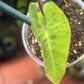 Alocasia Mojito