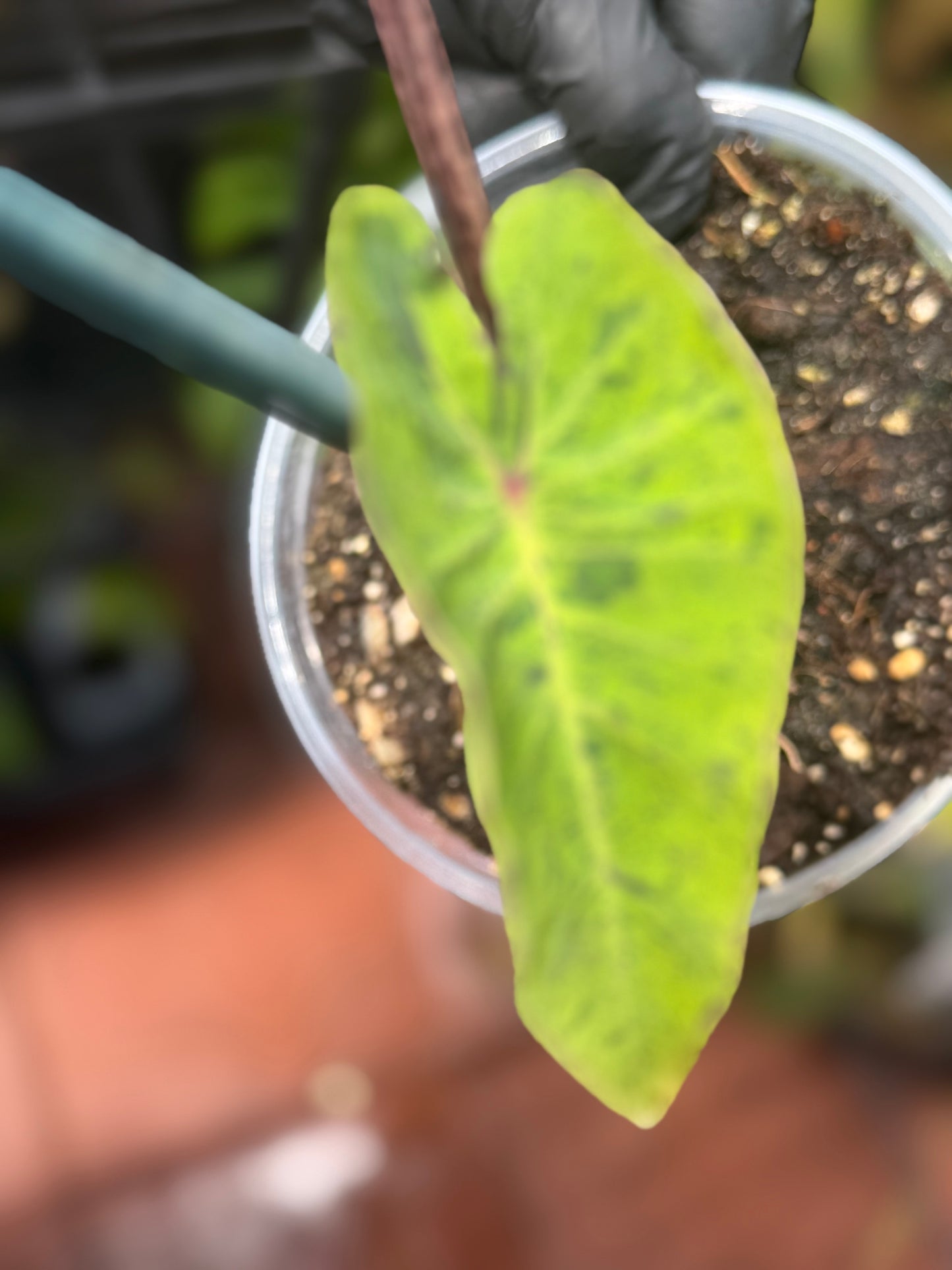 Alocasia Mojito